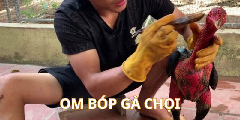 Thực hiện om bóp là cách nuôi gà chọi không thể thiếu